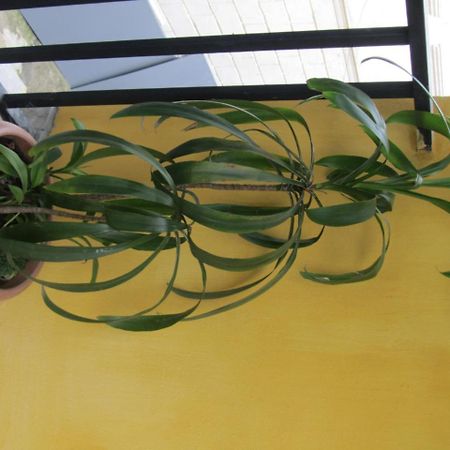Suliko Guest House บาทูมิ ภายนอก รูปภาพ