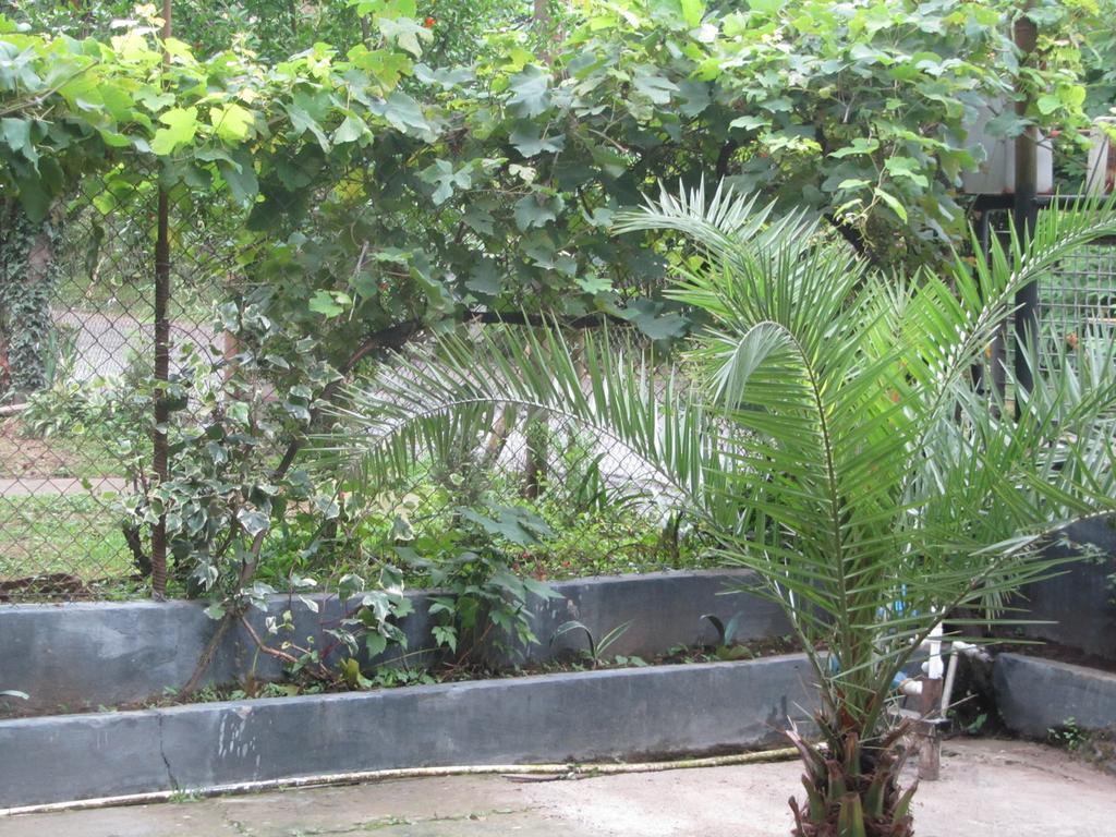 Suliko Guest House บาทูมิ ภายนอก รูปภาพ