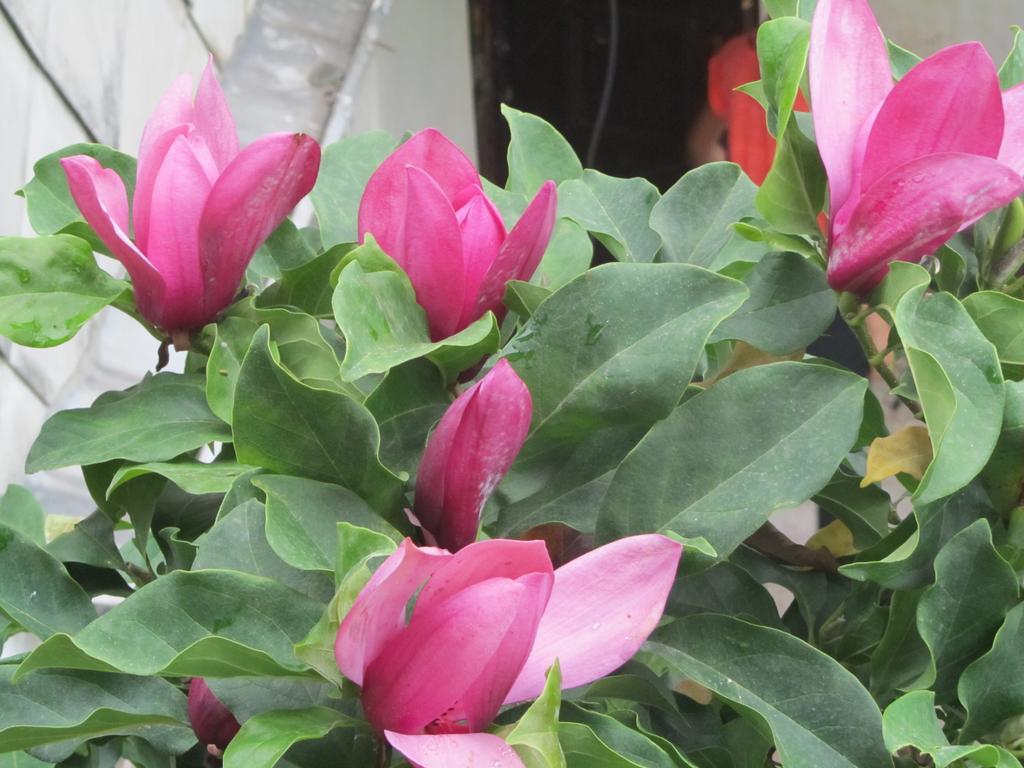 Suliko Guest House บาทูมิ ภายนอก รูปภาพ
