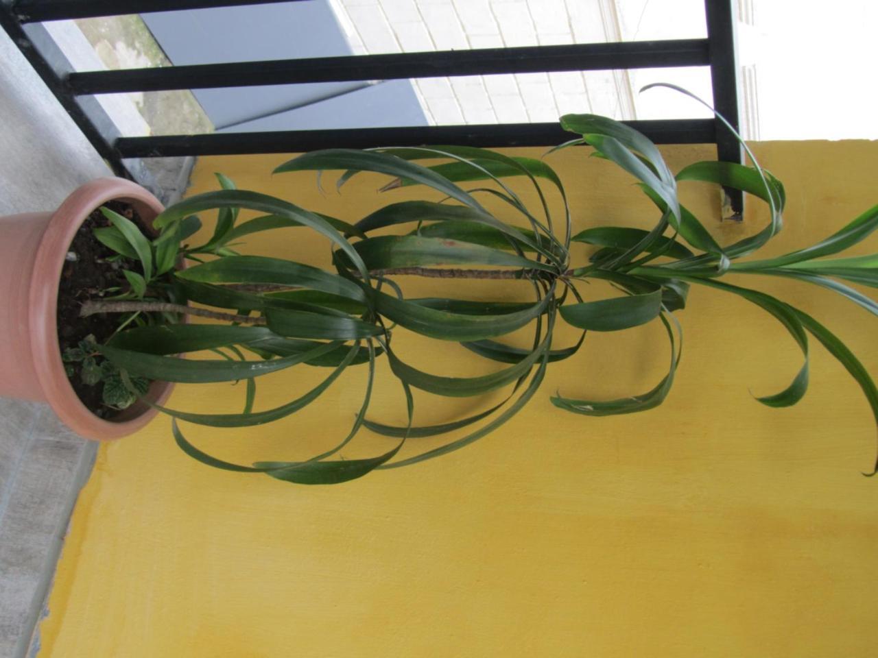 Suliko Guest House บาทูมิ ภายนอก รูปภาพ